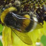 bombus hummel bourdon